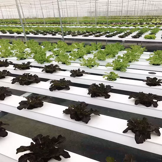 Sistema de canal hidropónico de agricultura vertical económico y sistemas de cultivo Nft para equipos hidropónicos de invernadero